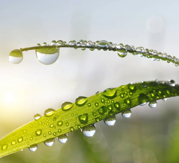 Fresh green grass with dew drops closeup — Stock Photo, Image