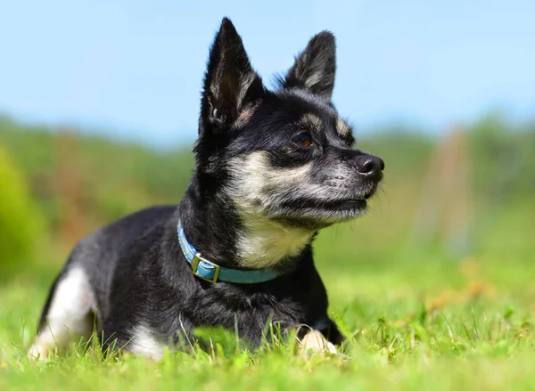 Cão de raça pequena Chihuahua — Fotografia de Stock