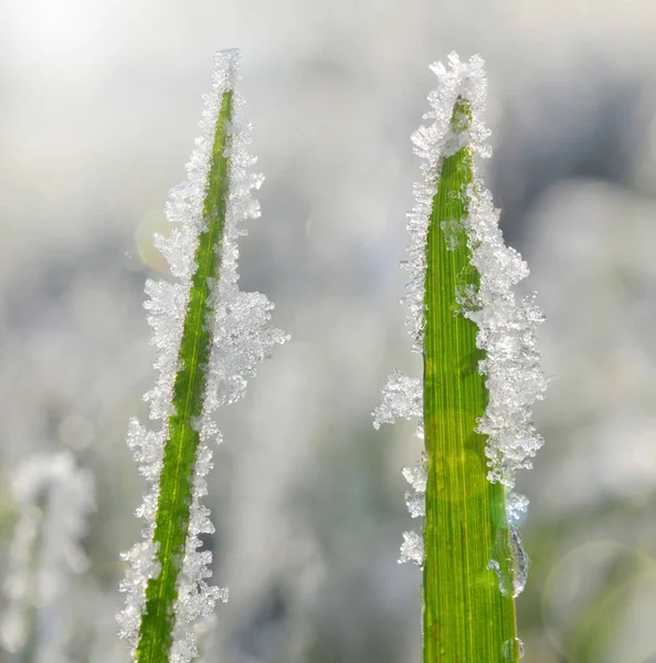 Hierba congelada de cerca . — Foto de Stock
