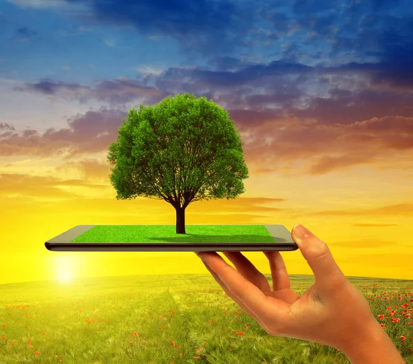 Ручной планшетный компьютер с деревом — стоковое фото