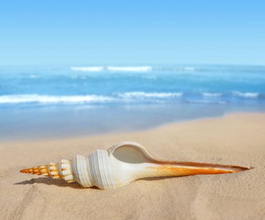 tropikal deniz kabuğu 