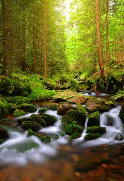 Corriente de montaña en el Parque Nacional Sumava —  Fotos de Stock