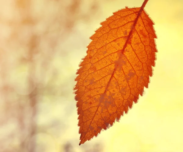 Herbstblatt mit Eisspitze — Stockfoto