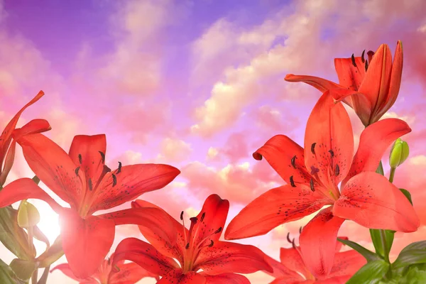 Red lily flowers at sunset. — Stock Photo, Image