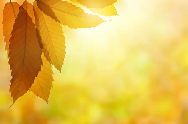 Herbstblätter der Edelkastanie (castanea sativa)) — Stockfoto