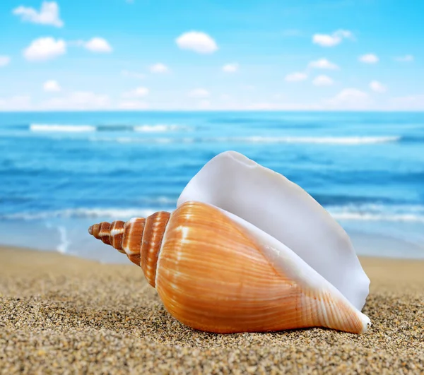 Tropical sea shell — Stock Photo, Image