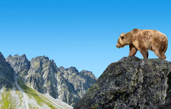 Urso marrom na paisagem da montanha . — Fotografia de Stock