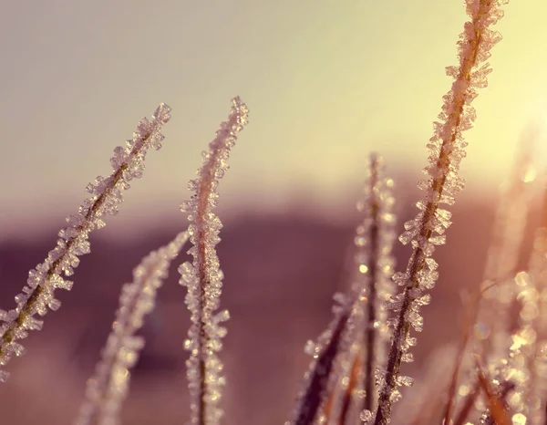 Gün batımında çimenlerin üzerinde buz kristalleri. — Stok fotoğraf