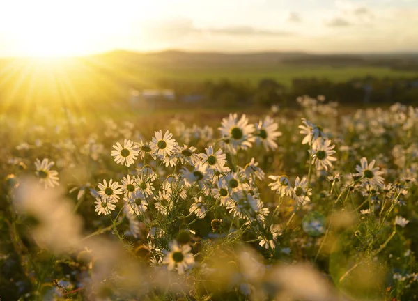 Marguerites sur prairie au coucher du soleil . — Photo