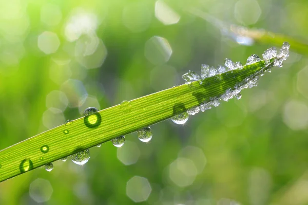 Ice crystals and dew drops on green grass — Stock Photo, Image