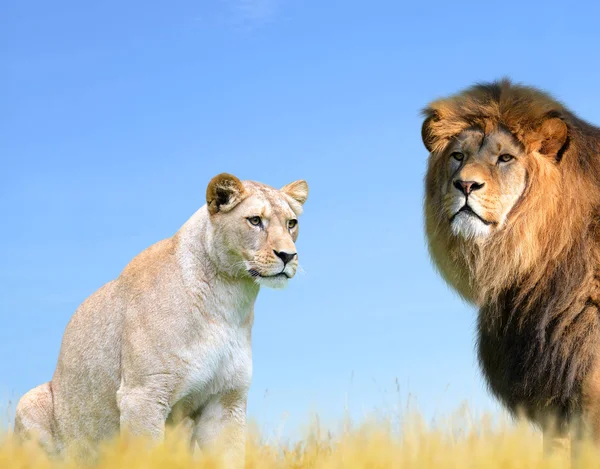 Leone maschio e femmina — Foto Stock