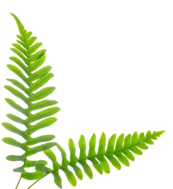 Yeşil eğrelti otu yaprakları 