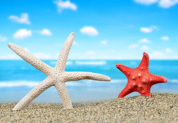 Beyaz ve kırmızı deniz yıldızı — Stok fotoğraf