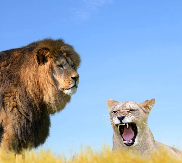 Samci a samice lva — Stock fotografie