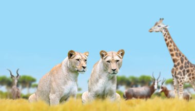 Savana üzerinde iki dişi aslan