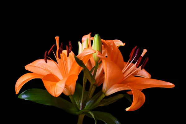 Orange Lilja blomma — Stockfoto