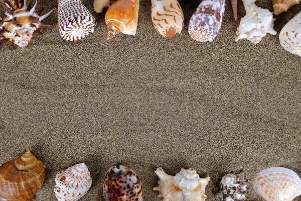 Deniz kabukları, kum — Stok fotoğraf