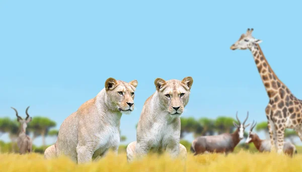 Two lioness on the savannah — Stock Photo, Image