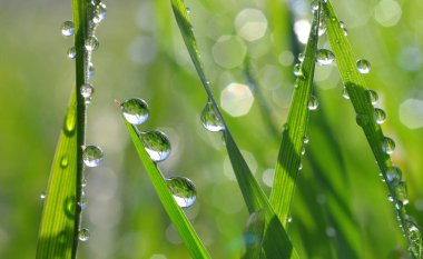 Taze yeşil çimen çiy ile portre damla. 