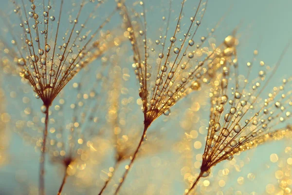 Dew drops on a dandelion seeds — Stock Photo, Image