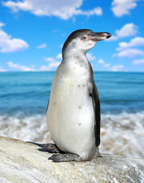 O Pinguim Humboldt — Fotografia de Stock