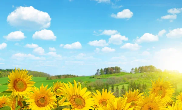 Bloeiende zonnebloemenveld — Stockfoto
