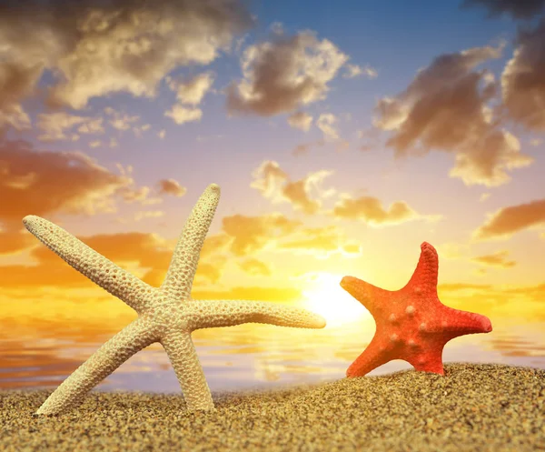 Dos estrellas de mar en la playa de arena — Foto de Stock