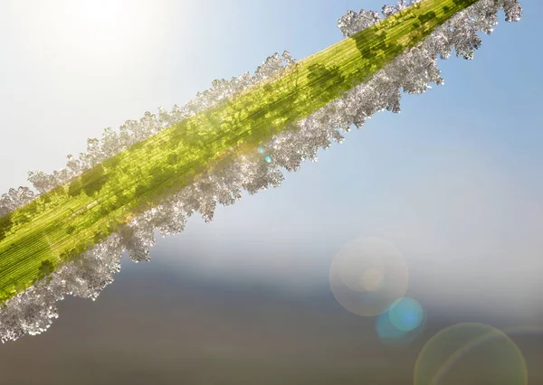 Cristais de gelo na grama verde fechar — Fotografia de Stock