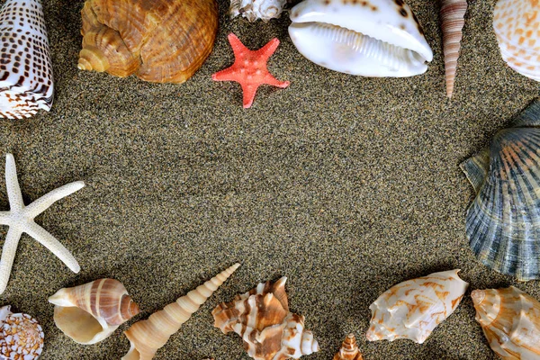 Conchas do mar com areia — Fotografia de Stock