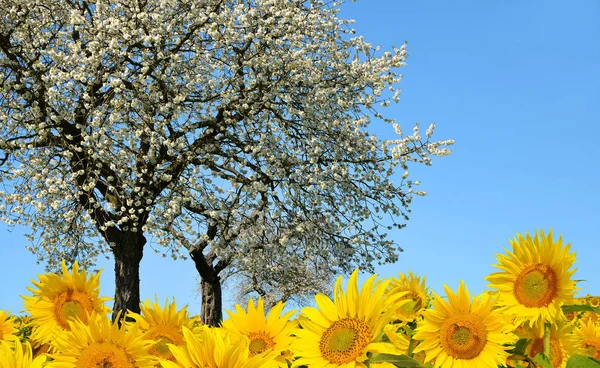 Blommande träd och solros fält — Stockfoto