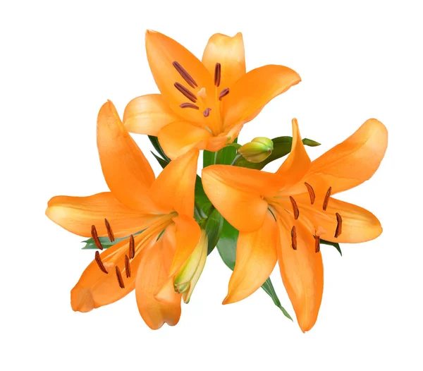 Flores de lirio naranja — Foto de Stock