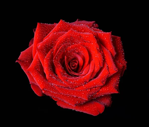 Dew drops on red rose — Stock Photo, Image