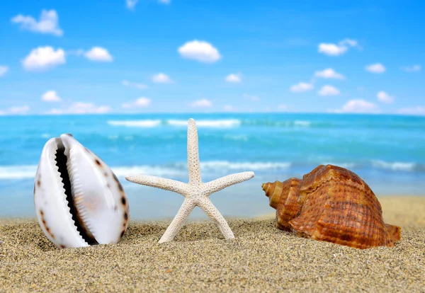热带海贝壳与海星 — 图库照片
