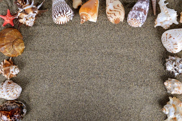 Conchas do mar com areia — Fotografia de Stock