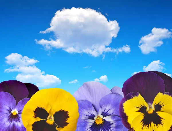 Renkli Hercai Menekşe çiçek — Stok fotoğraf