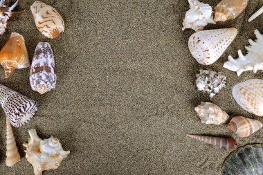 Deniz kabukları, kum 