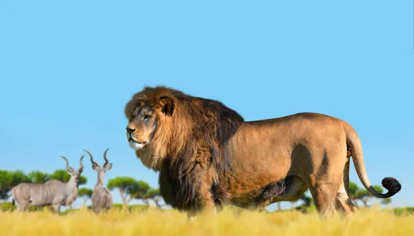Løve på savannen - Stock-foto