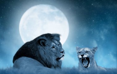Aslan ve aslan savana üzerinde