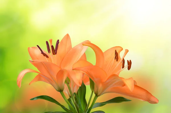 Orange lily flowers — Stock Photo, Image