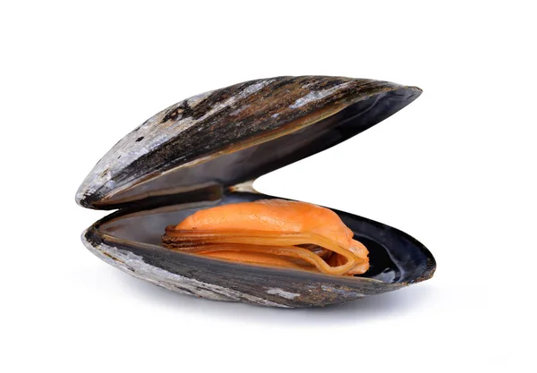 Cozze bollite isolate — Foto Stock