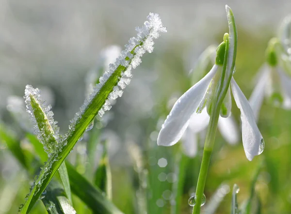 Frozen grass with blooming snowdrop flower — Stock Photo, Image