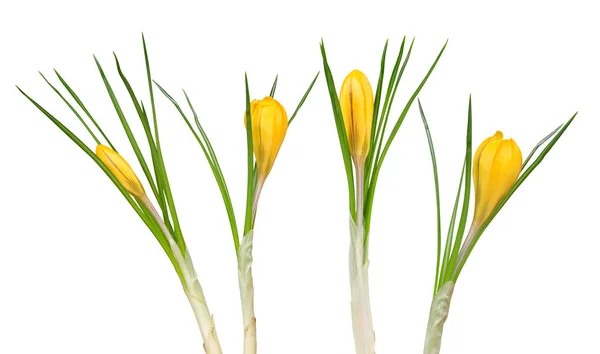 Spring flowers of yellow crocus — Stock Photo, Image