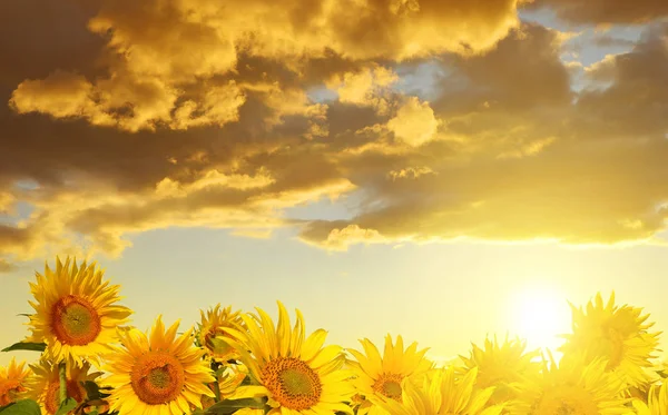 Mooie zonnebloem op het veld — Stockfoto