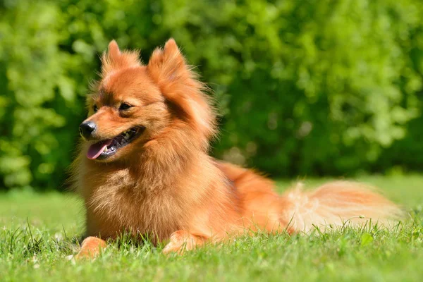 Померанская собака в траве — стоковое фото