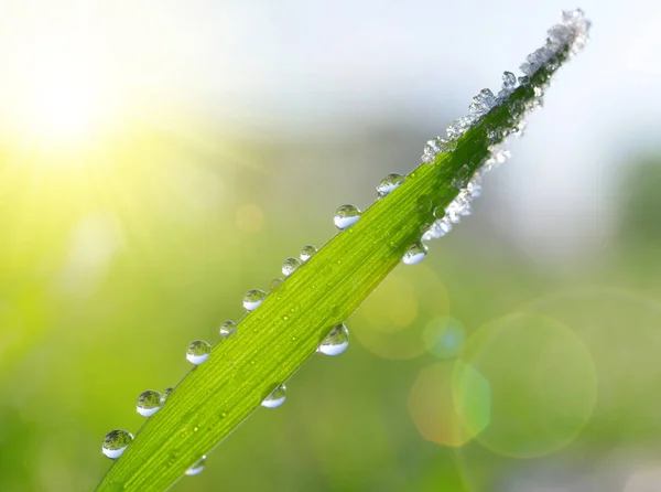 Свіжа заморожена зелена трава з краплями роси крупним планом . — стокове фото