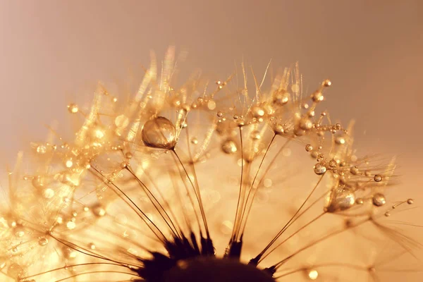 Dew drops on a dandelion seeds at sunrise close up. — Stock Photo, Image