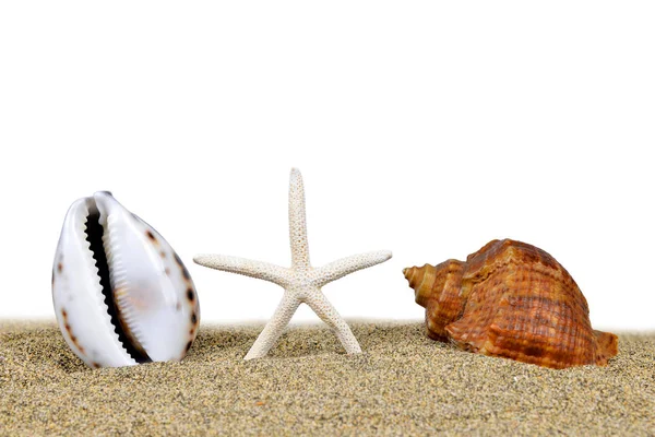 Tropical sea shells with starfish — Stock Photo, Image