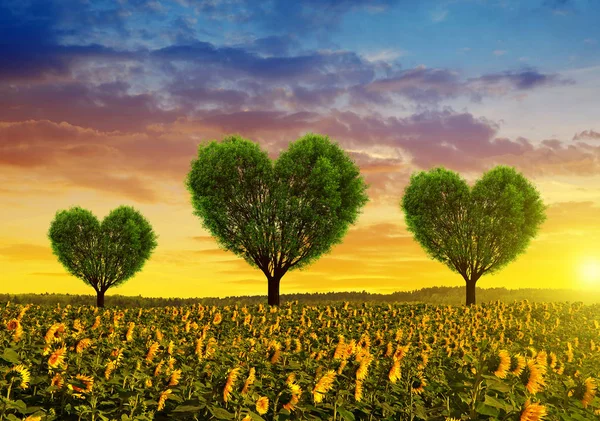 Champ de tournesol avec des arbres en forme de cœur au coucher du soleil . — Photo