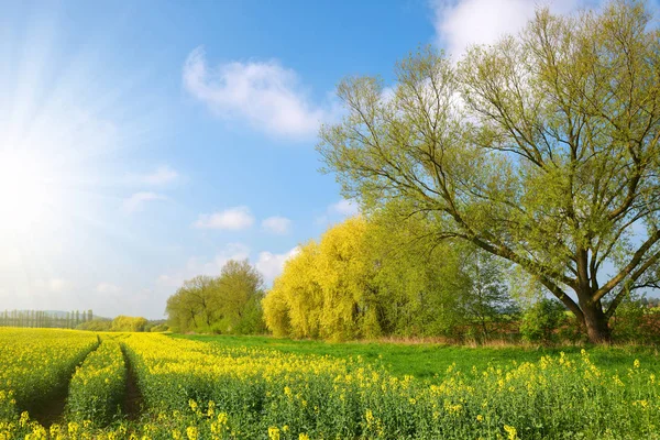 Çiçek in bir kolza tohumu — Stok fotoğraf