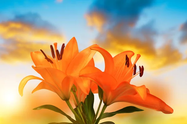 Orange Lilienblüten — Stockfoto